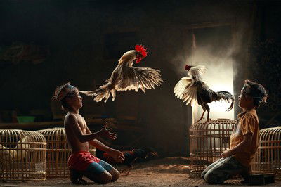 Rooster by André Arment