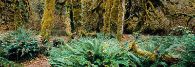 Rain Forest, Pacific Rim, Vancouver Island, British Columbia, Canada von Axel M. Mosler