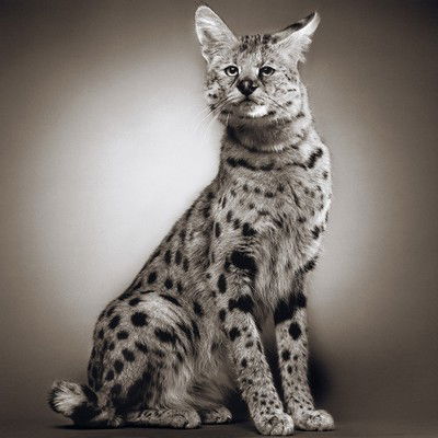 Mogwai von Alexander Von Reiswitz