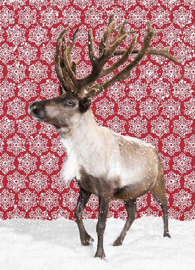 Reindeer von Catherine Ledner