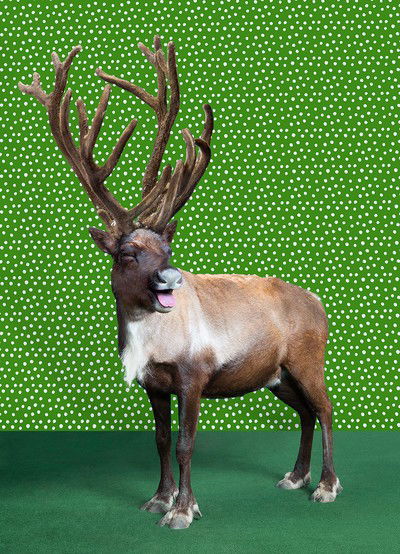 Laughing Reindeer von Catherine Ledner