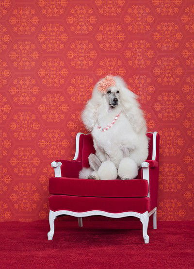 Spike von Catherine Ledner