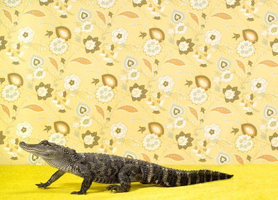 Alligator 3 von Catherine Ledner