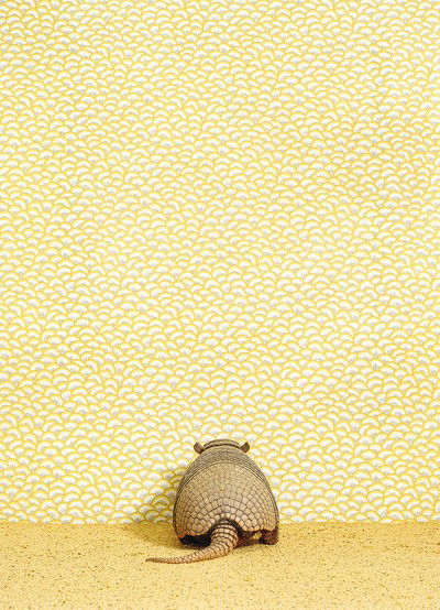 Armadillo 1 von Catherine Ledner