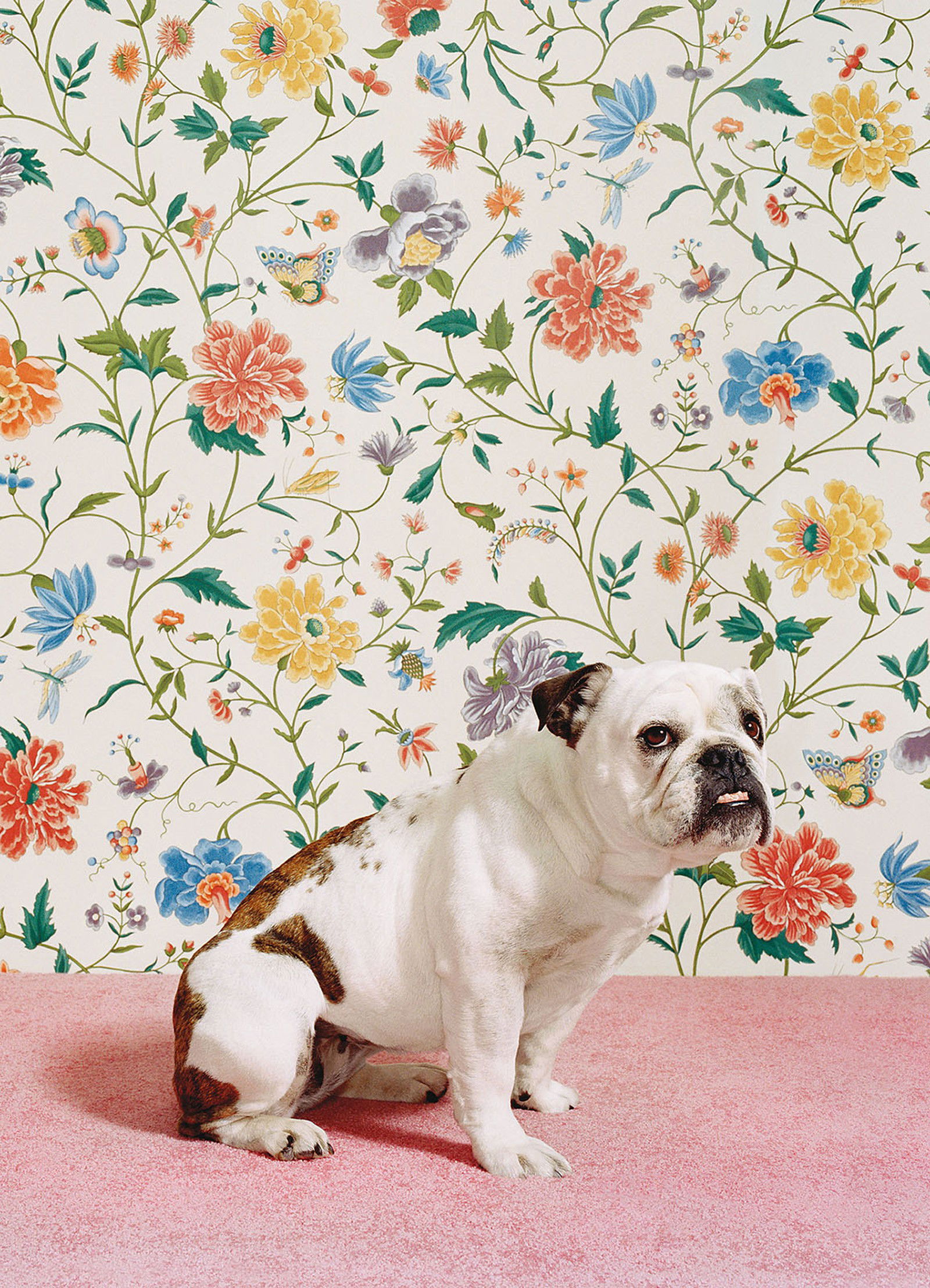 Bulldog 1 von Catherine Ledner Bulldog 1 von Catherine Ledner