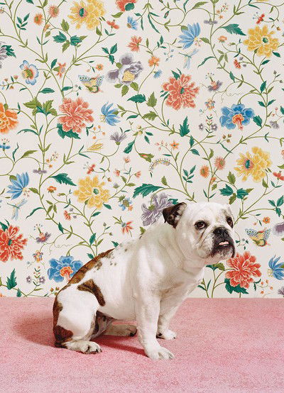 Bulldog 1 von Catherine Ledner