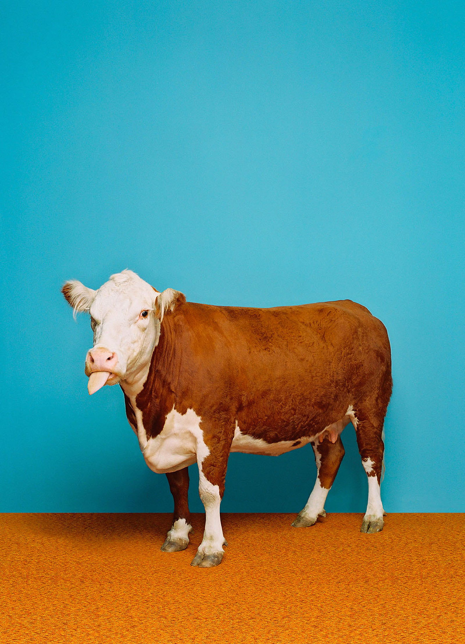 Cow 1 von Catherine Ledner Cow 1 von Catherine Ledner