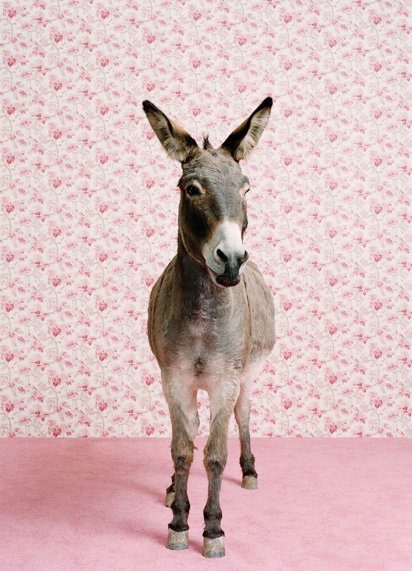 Donkey 2 von Catherine Ledner Donkey 2 von Catherine Ledner
