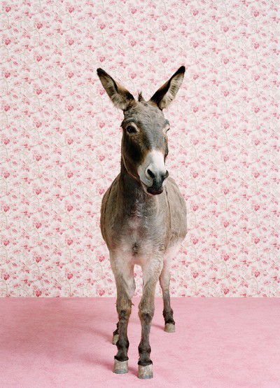 Donkey 2 von Catherine Ledner