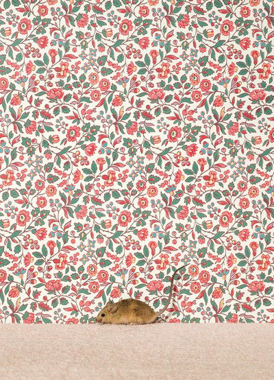 Mouse 2 von Catherine Ledner