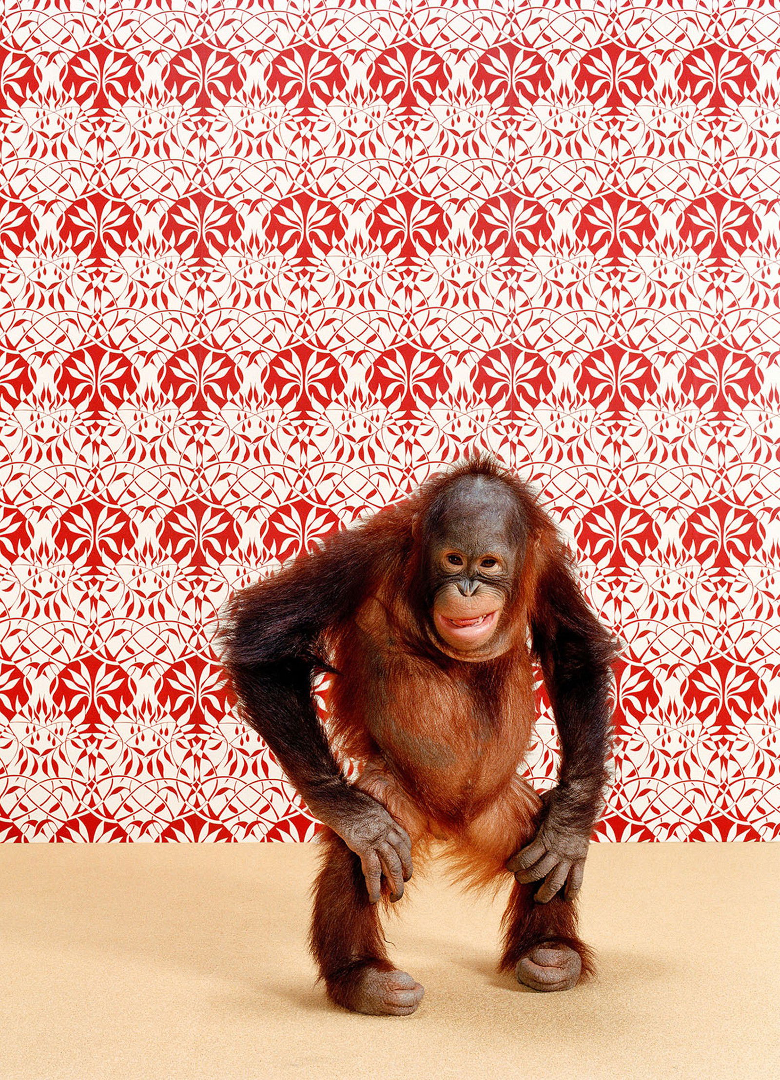 Orangutan 6 von Catherine Ledner Orangutan 6 von Catherine Ledner