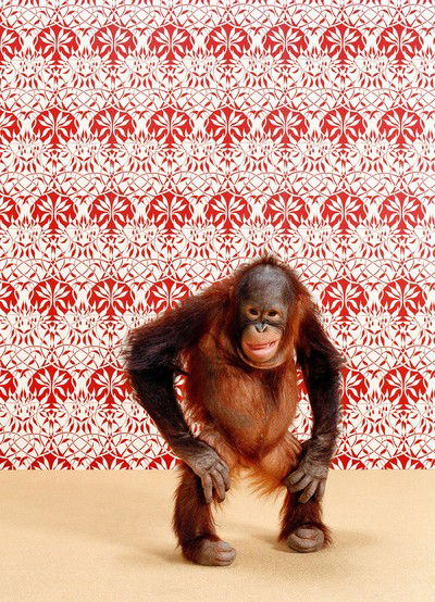 Orangutan 6