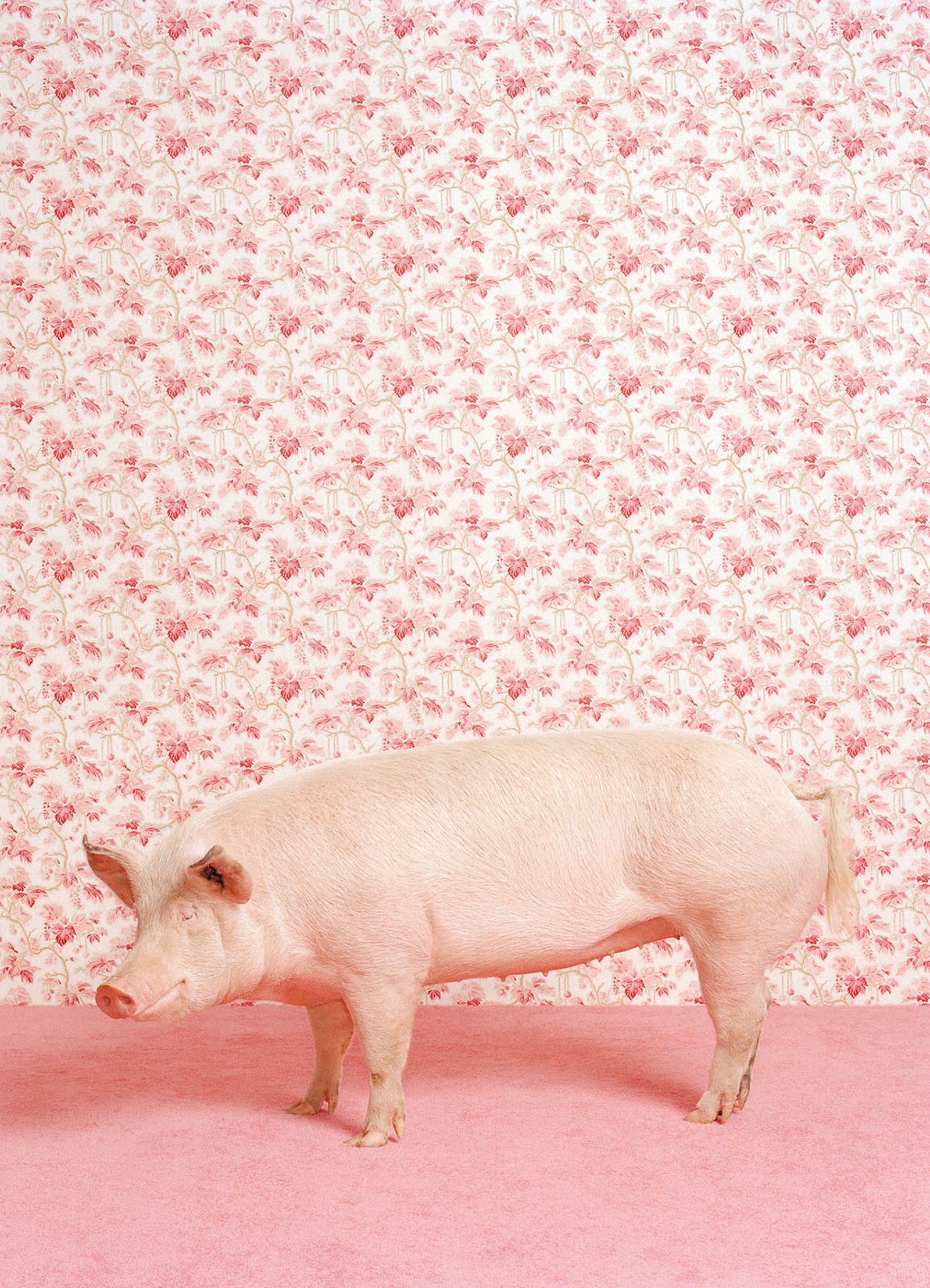 Pig 1 de Catherine Ledner Pig 1 de Catherine Ledner