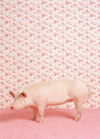 Pig 1 von Catherine Ledner