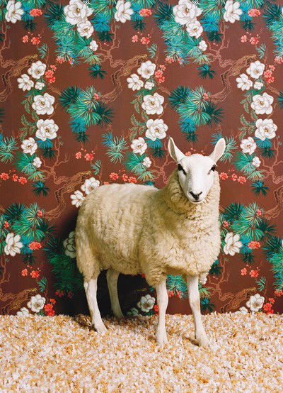 Sheep 1 von Catherine Ledner