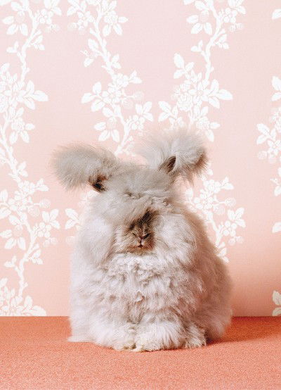 Fluffy Bunny von Catherine Ledner