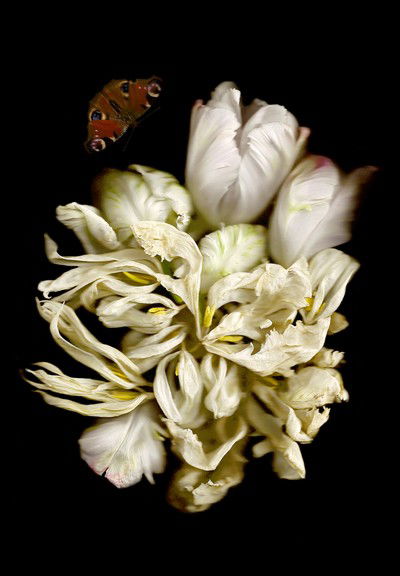 Vanitas II von Annet Van Der Voort
