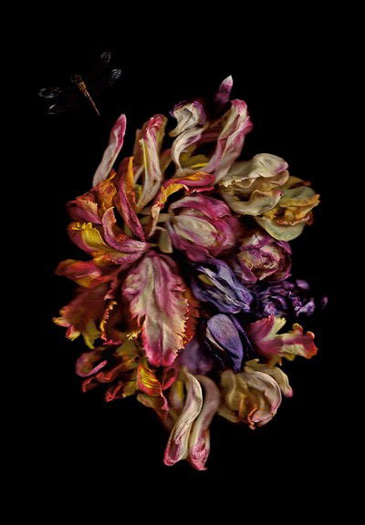 Vanitas V von Annet Van Der Voort