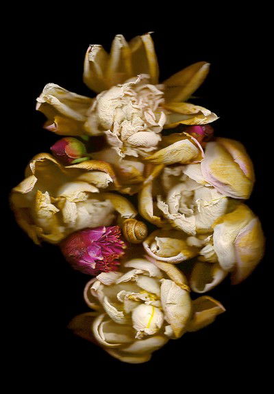 Vanitas X von Annet Van Der Voort