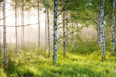 Birkenwald 5 von André Wagner