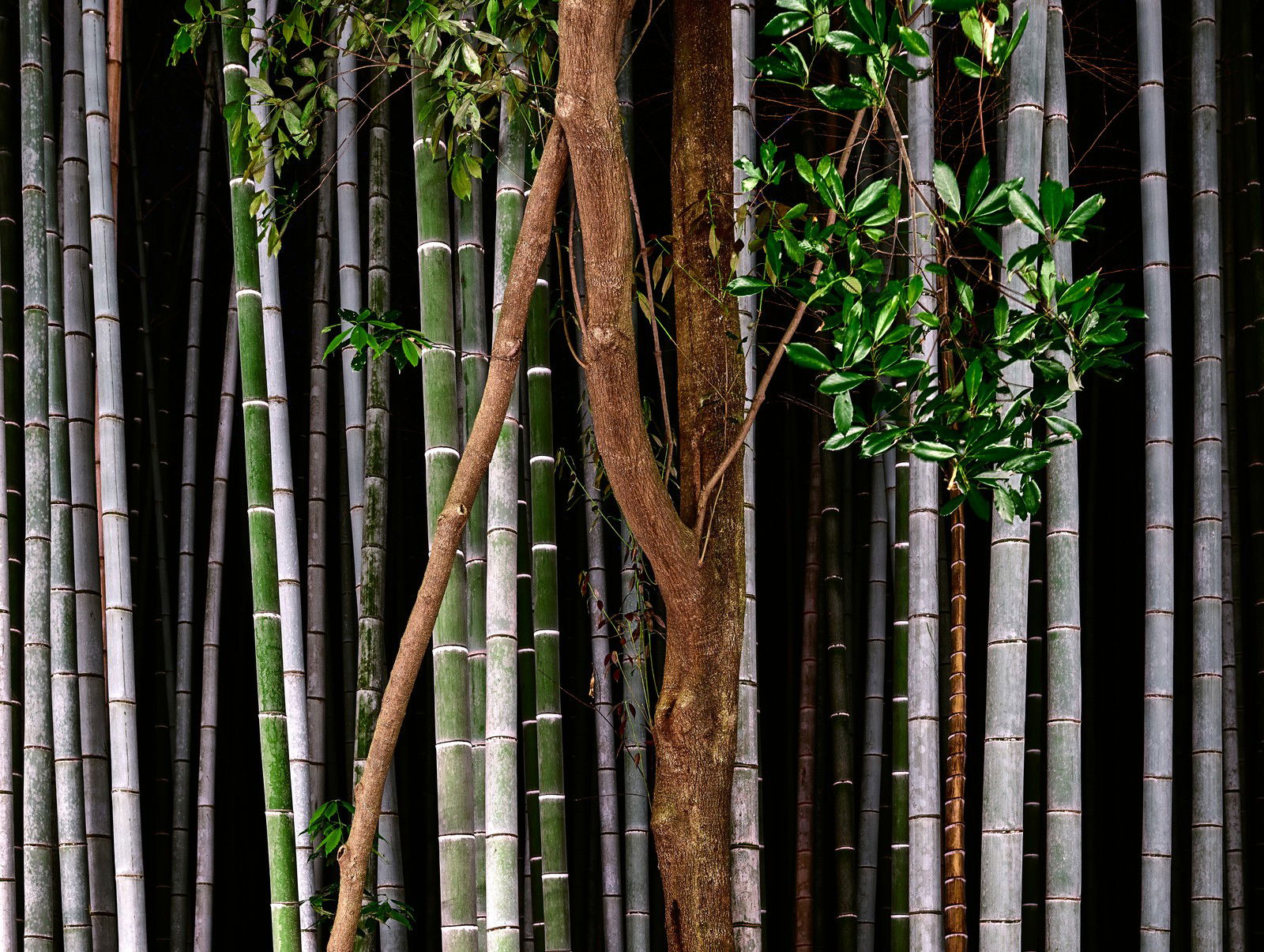 Bamboo I von André Wagner Bamboo I von André Wagner