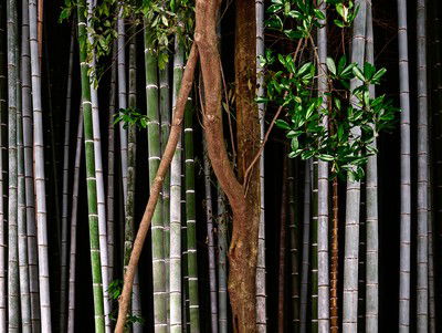 Bamboo I