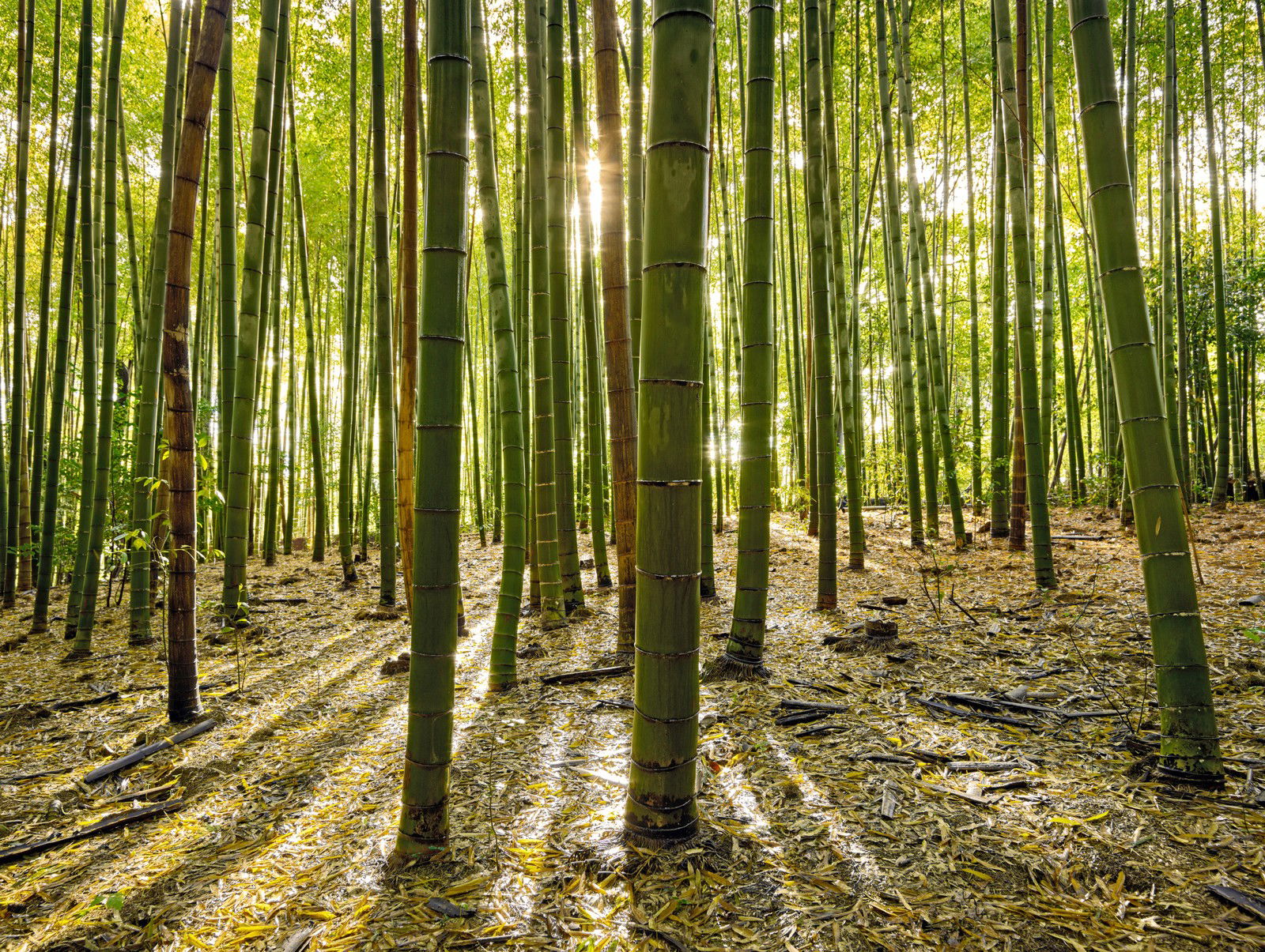 Bamboo III by André Wagner Bamboo III by André Wagner