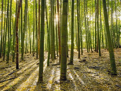 Bamboo III von André Wagner