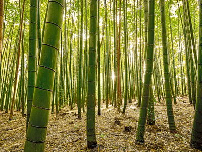 Bamboo IV von André Wagner