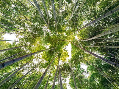 Bamboo V von André Wagner