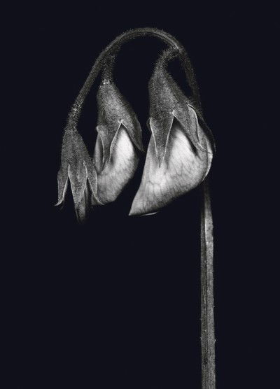 "Blüten eines Schmetterlingsblütlers (Fabacea)" von Fred Koch