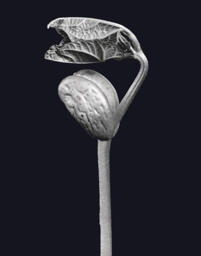 "Keimpflanze (Fabaceae)" von Fred Koch