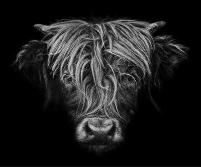 Highlander de Claudio Gotsch