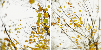 pieces of autumn V von Carolin Wolf