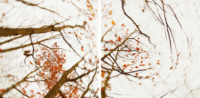 pieces of autumn VII von Carolin Wolf