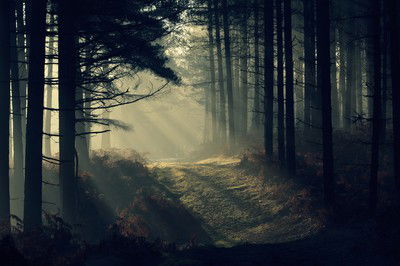 New Forest Dawn von David Baker