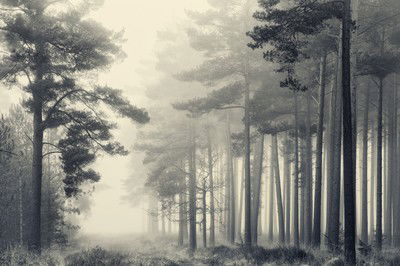 March Trees von David Baker
