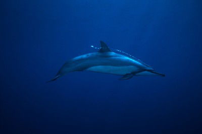 Spinner Dolphin, Stenella Iongirostris, Hawaii von David Fleetham
