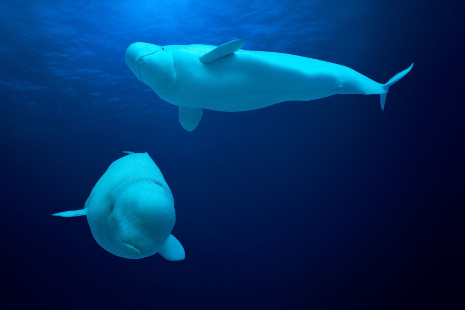 Beluga Whales, Delphinapterus leucas, Canada von David Fleetham Beluga Whales, Delphinapterus leucas, Canada von David Fleetham