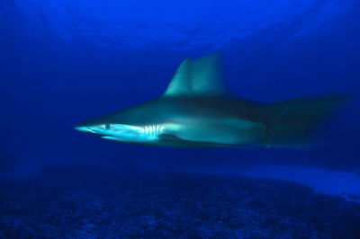 Grey Reef Shark, Carcharhinus Amblyrhynchos, Hawaii von David Fleetham