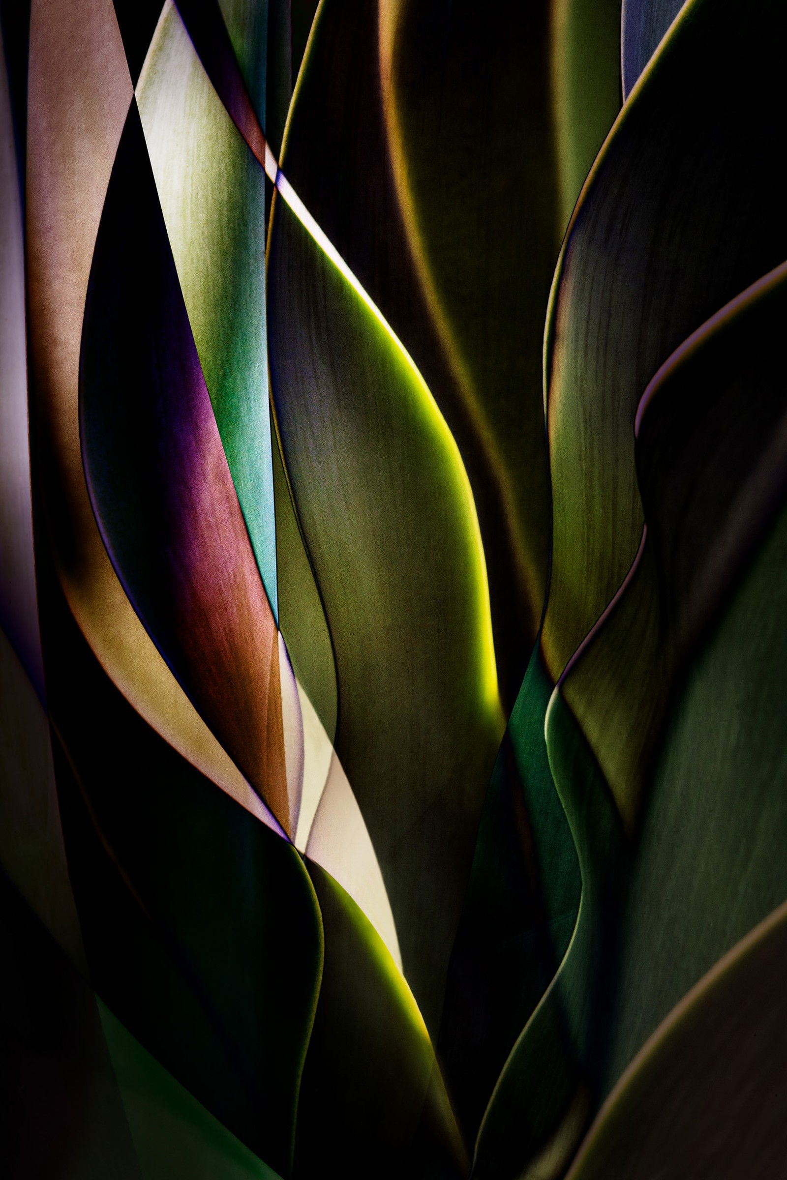 Cactus Abstraction 04 von Ed Freeman Cactus Abstraction 04 von Ed Freeman
