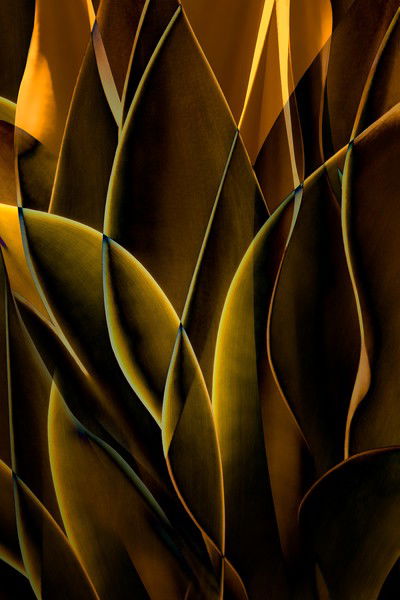 Cactus Abstraction 01 de Ed Freeman