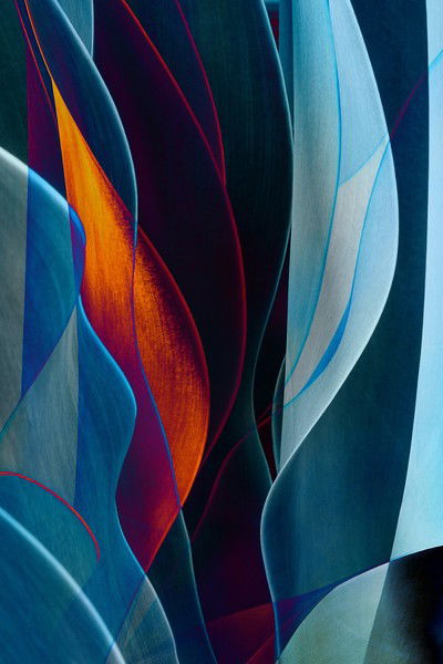 Cactus Abstraction 08 de Ed Freeman