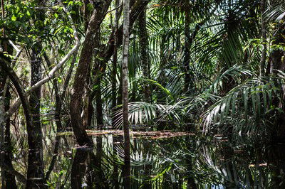 Amazon Forest 8 von Eduardo Marco