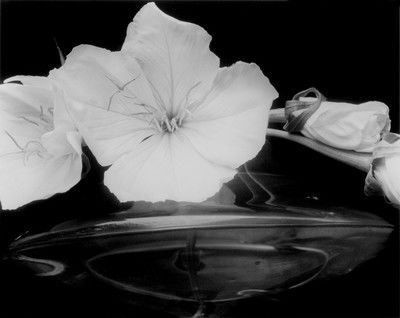 Evening Primroses von Edward Steichen