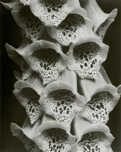 Foxgloves von Edward Steichen