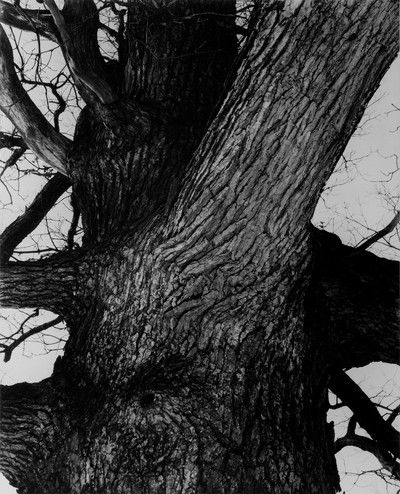 Venerable Tree Trunk von Edward Steichen
