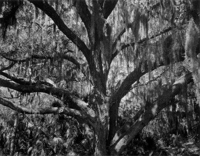 Florida Jungle von Edward Steichen