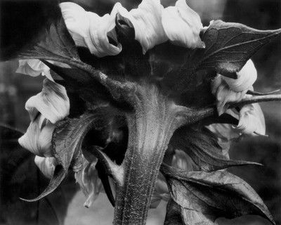 Sunflower von Edward Steichen