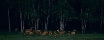 Pride of Deer #1 von Frank Stöckel
